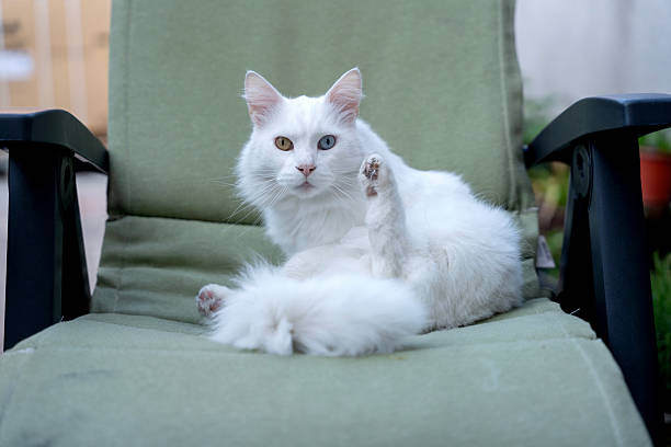 Himalayan cat's portrait