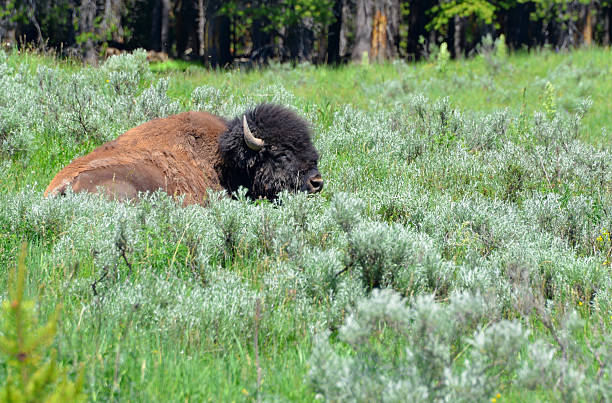 The American bison (Bison bison) in Yellowstone National Park represent the largest and oldest continuous public herd in the United States, with a population fluctuating between approximately 3,000 and 6,000 animals. This genetically pure herd, free from cattle interbreeding, roams freely across the park's Greater Yellowstone Ecosystem, divided primarily into northern and central subpopulations that breed in areas like the Lamar Valley and Hayden Valley. As North America's largest land mammal, adult males weigh up to 2,000 pounds and can reach speeds of 35 mph, playing a key ecological role in grassland management through grazing and wallowing. Recovered from near-extinction in the early 20th century, the herd is managed through conservation programs, including transfers to Native American tribes, to maintain genetic diversity and prevent overpopulation issues.