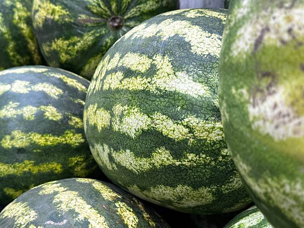 istock Fresh Watermelons Stacked at a Local Market 2239934691