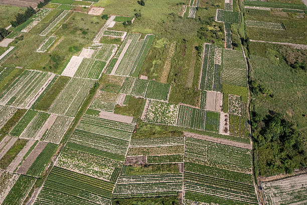 Vertical view of plants planted in farmland