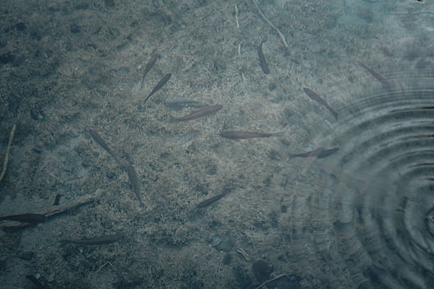 Perfectly clear water of Plitvička jezera in Croatia