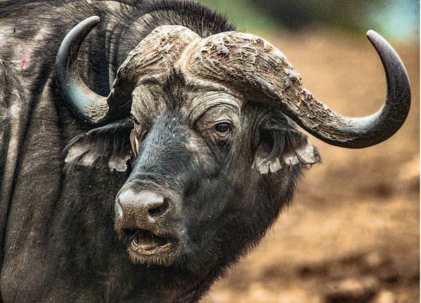 istock Cape Buffalo Closeup Portrait 2239937752