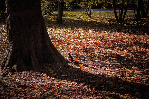 Orange leaves covered city park, squirrel in the park