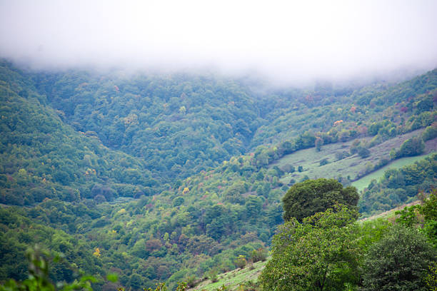 Beautiful nature. Green fields and tall trees. Beautiful natural landscape with a tree and a field. Forest landscape. Tree in the forest