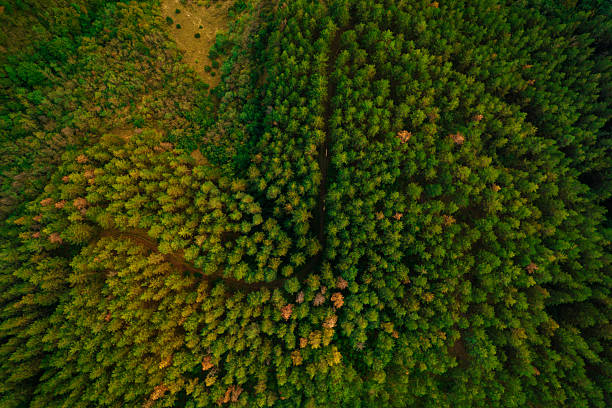 Dense forest canopy seen from above with a narrow winding path