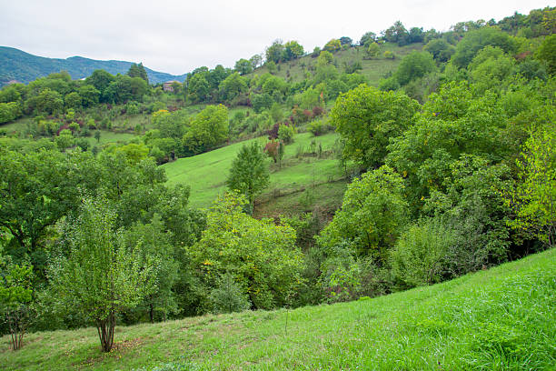 istock Beautiful nature. Green fields and tall trees. Beautiful natural landscape with a tree and a field. Forest landscape. Tree in the forest 2239939163