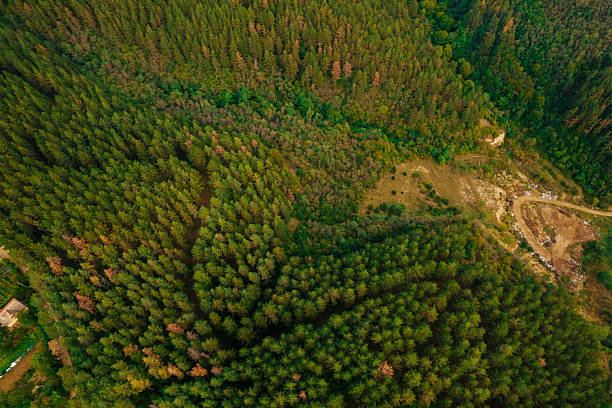 Forest landscape seen from above with signs of logging and a dirt path