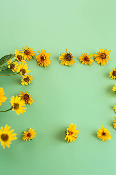 istock Yellow flowers arranged on green background with copy space 2239939742