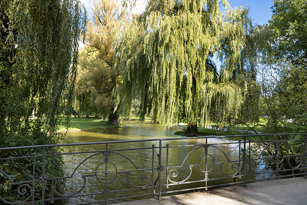 View of a pedestrian bridge railing overlooking the river in the English Garden, Munich. Flowing water and large willow trees create a tranquil blend of architecture and nature.