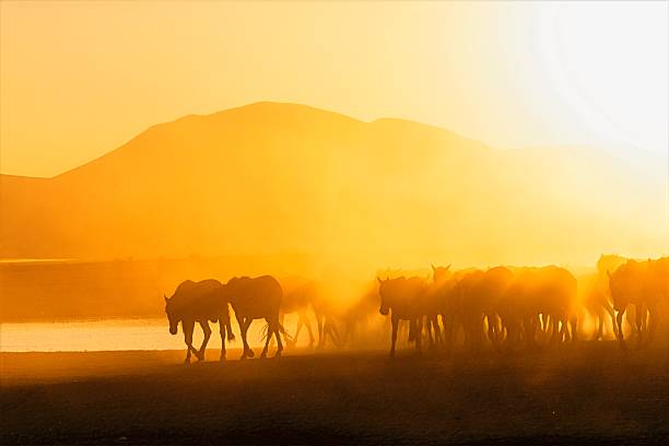 A group of wild horses moving together through a dusty field during golden hour in central Anatolia, Turkey. Warm sunlight creates a glowing atmosphere over the mountains and silhouettes the herd, symbolizing freedom and the harmony of nature.