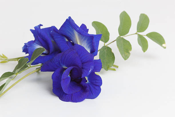 istock butterfly pea flowers 2239941807