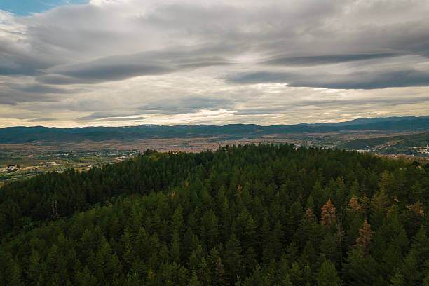 Green pine forest covering a mountain with a valley and distant mountains under a cloudy sky
