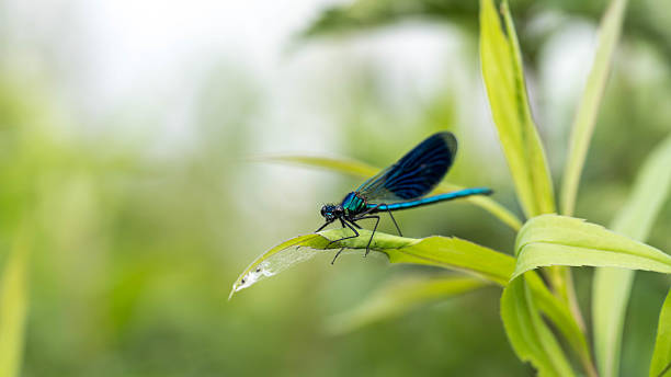 istock Dragonfly perched on a leaf with vivid wings 2239942447