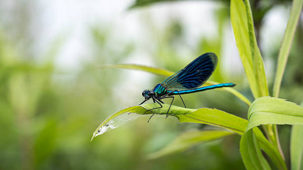 istock Dragonfly perched on a leaf with vivid wings 2239942452