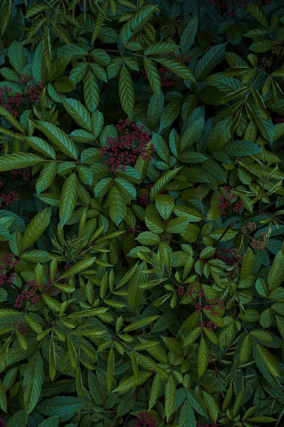 Green tropical natural leaves background image