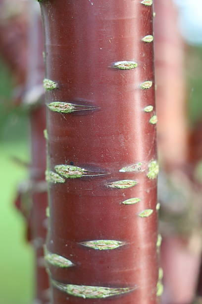 istock Tibetan Cherry or Prunus serrula polished bark 2239946396