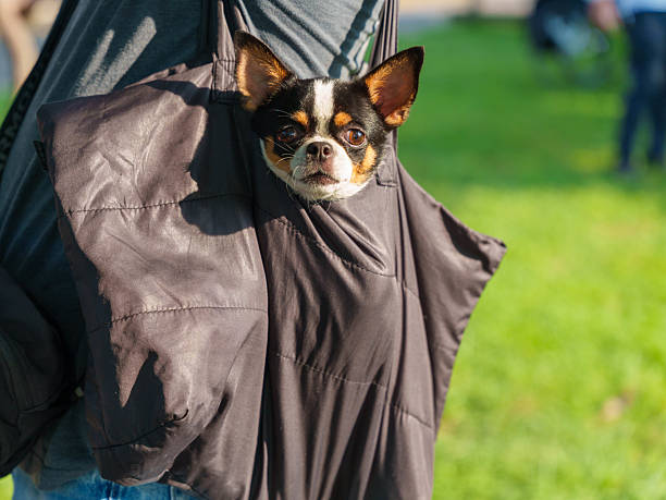 istock Small Dog in Travel Bag with Curious Expression 2239947460
