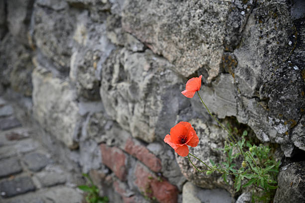 Red poppies growing against an old stone wall.