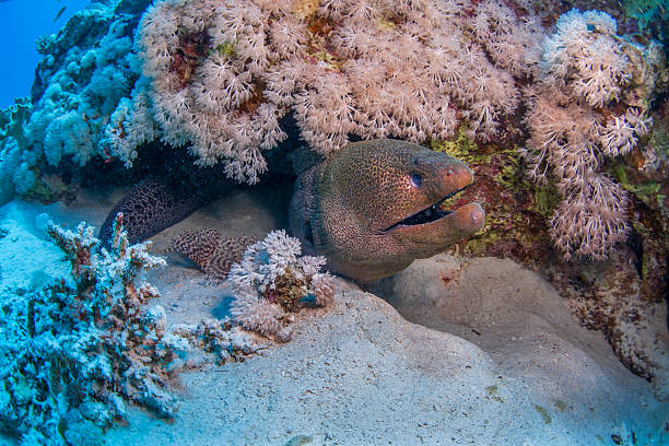 istock Moray eel hiding in coral reef underwater 2239948030