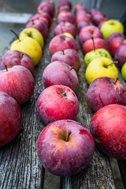 Many red and few yellow apples stacked in rows on bench.