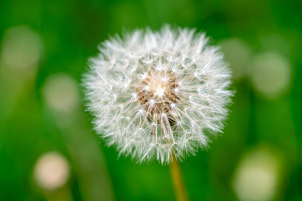 Close-up of a dandelion seed head against a blurred green background.