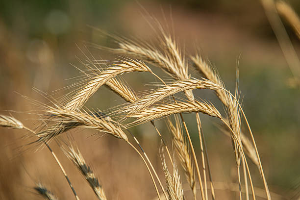 Golden maturing rye ears on nature in summer field at sunset rays of sunshine, close-up macro