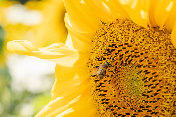 istock Bee collecting nectar from a bright yellow sunflower in bloom 2239950096