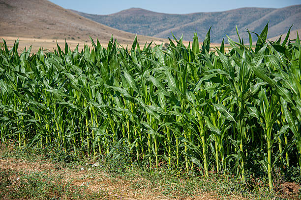 Corn plant leaves in the field