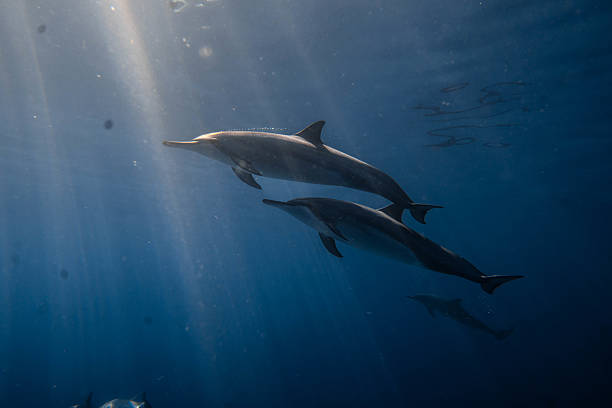 istock Spinner dolphins of Hawaii 2239950690