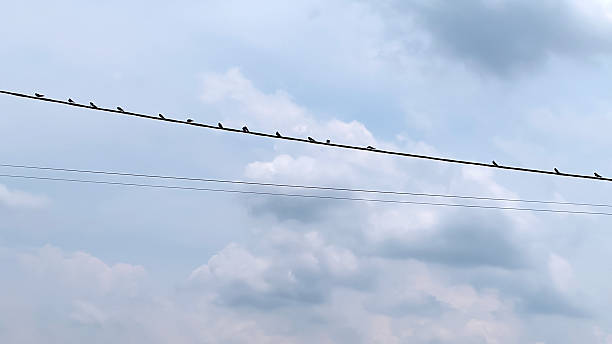 istock Birds on a Wire A Serene Scene Under a Cloudy Sky, Nature's Simple Beauty 2239954004