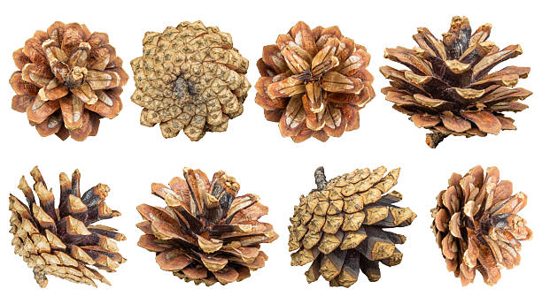 istock A collection of realistic pine cones. 2239954260