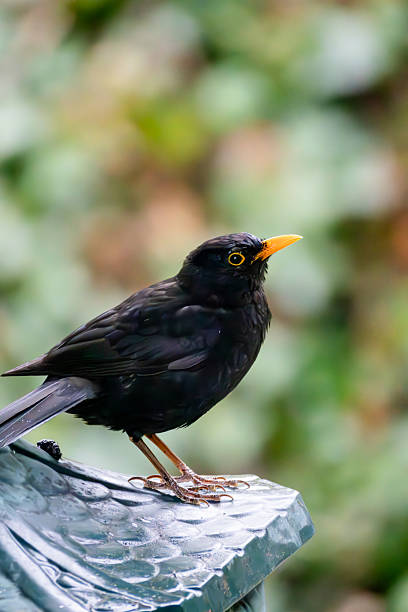 istock The Rainy Blackbird 2239954666