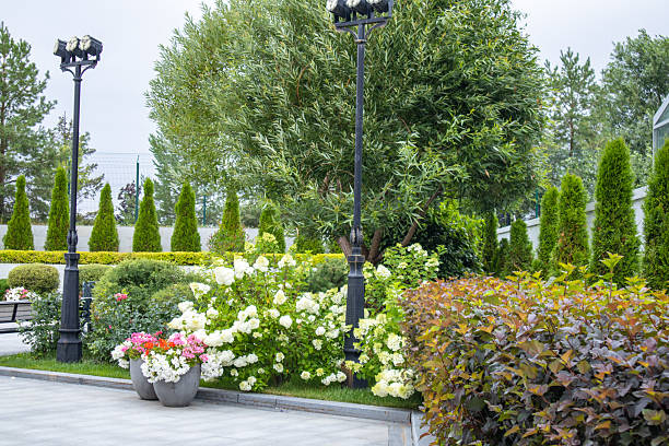 Garden composition with white hydrangea, thujas, willow and flower pots near black lamp posts. Fresh greens, even light, horizontal shot, no people, copy space.