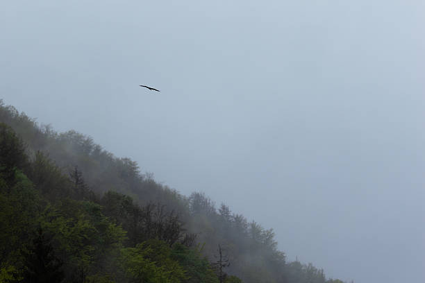 Misty scene of the forest surrounding Lake Annecy with a bird of prey patrolling the sky on a gloomy day.