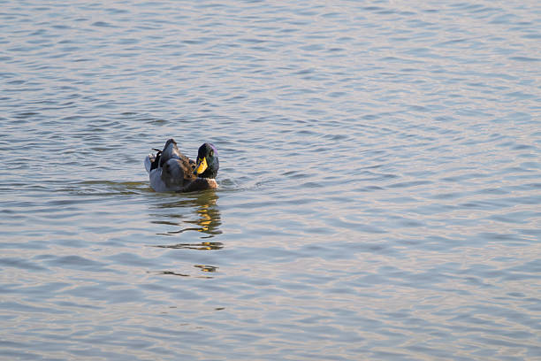 Mallard duck swimming in the lake
