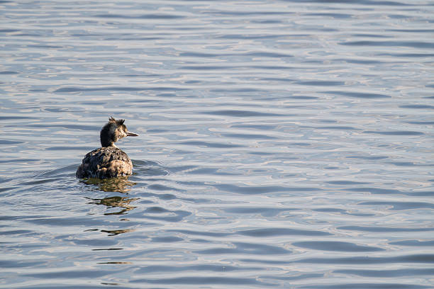 Great grebe swimming in the lake