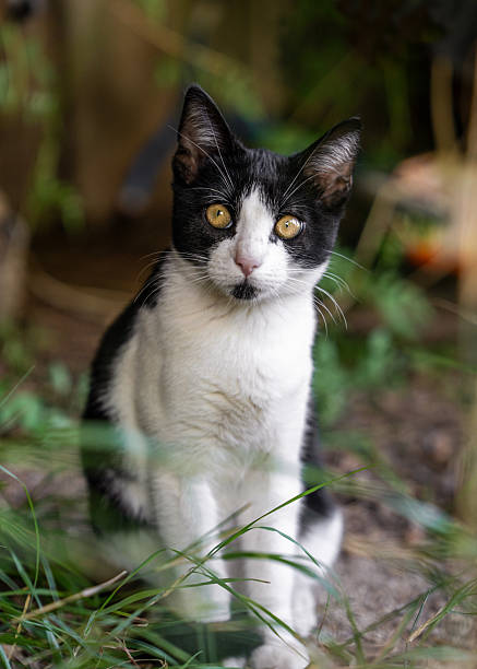 istock Adorable black white kitten sitting outside, looking directly at camera. Natural light, soft background. Perfect for pet, animal, nature, lifestyle themes. 2239955441