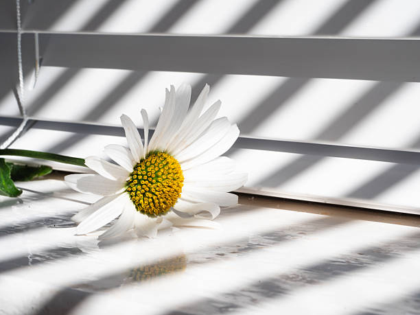 Big Daisy flower with white petals in dappled window light medium shot selective focus