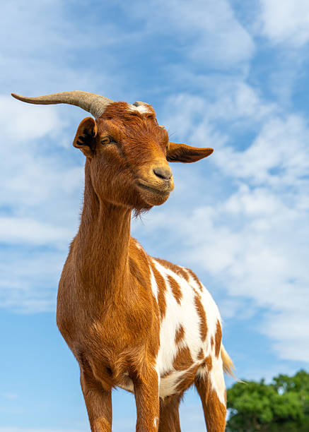 A curious goat looks out through a fence on a farm near Hilo, Hawaii.