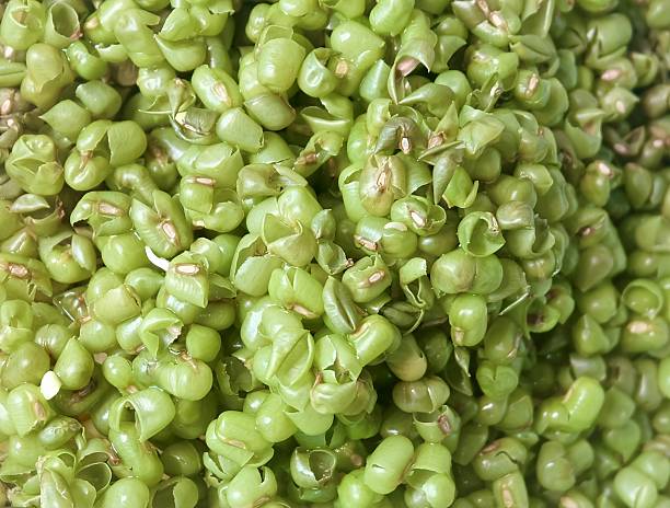 istock Recycled Mung Bean Hulls Background, Natural Fertilizer and Organic Compost 2239956411