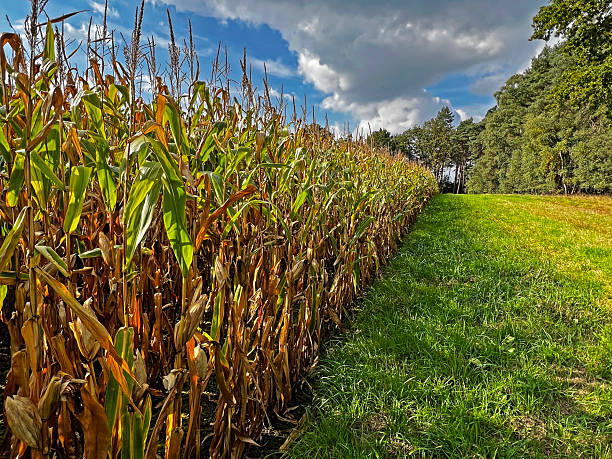 Edge of the cornfield in the evening light.