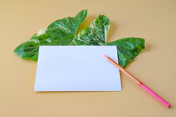 istock White paper with pencil and Tropical leaves on background.Top view. 2239959955