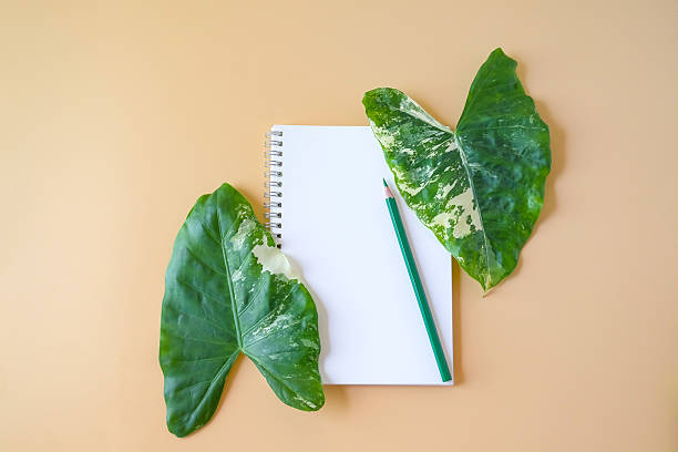 istock White paper with pencil and Tropical leaves on background.Top view. 2239959996