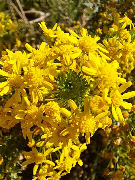 istock South African flowers 2239960243