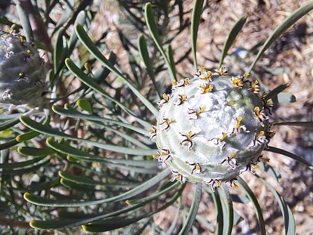 istock South African flowers 2239960294