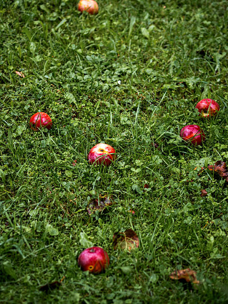 Apple plantations are bearing abundant fruit and can be harvested and eaten straight after picking. This apple is found in high mountains which have cool temperatures with bright sun