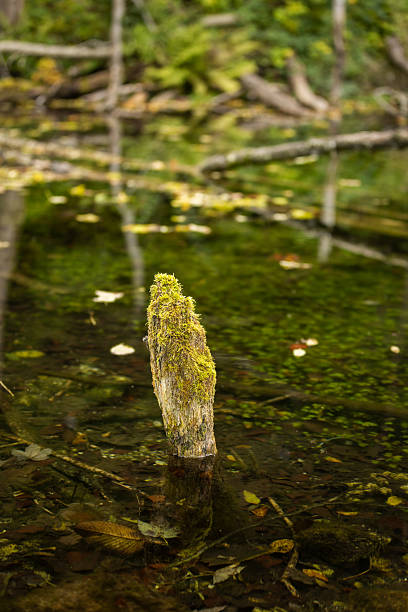 istock Cristal clear water lake with reflections. 2239962796