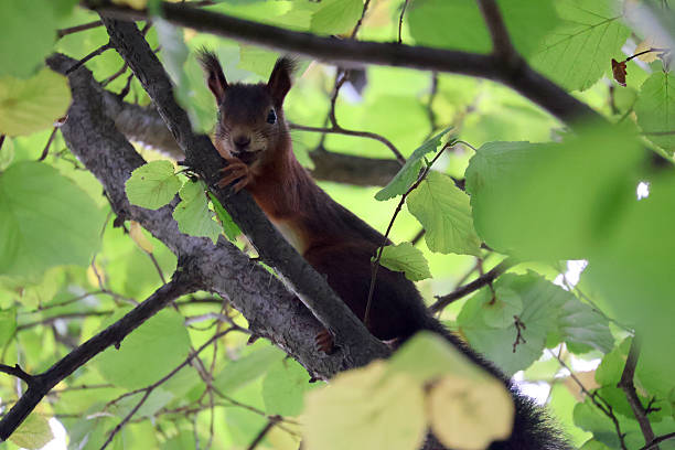 istock A red squirrel sitting in a tree with a nut in its mouth 2239966968