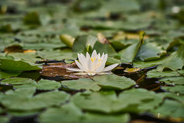 istock White Water Lily on a Tranquil Pond 2239967965
