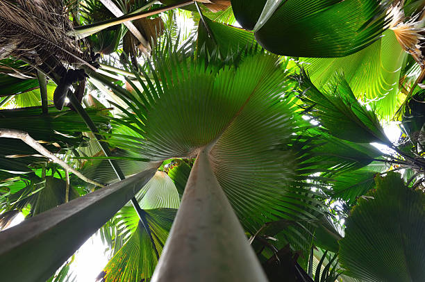 istock Jungle Vallee de Mai on the Seychelles islands 2239968330